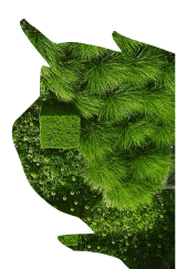 A green abstract shape with textures resembling pine needles, grass, and foliage evokes the refreshing essence of Luxury Beauty Treatments at Evertrue Salon, set against a plain white background.